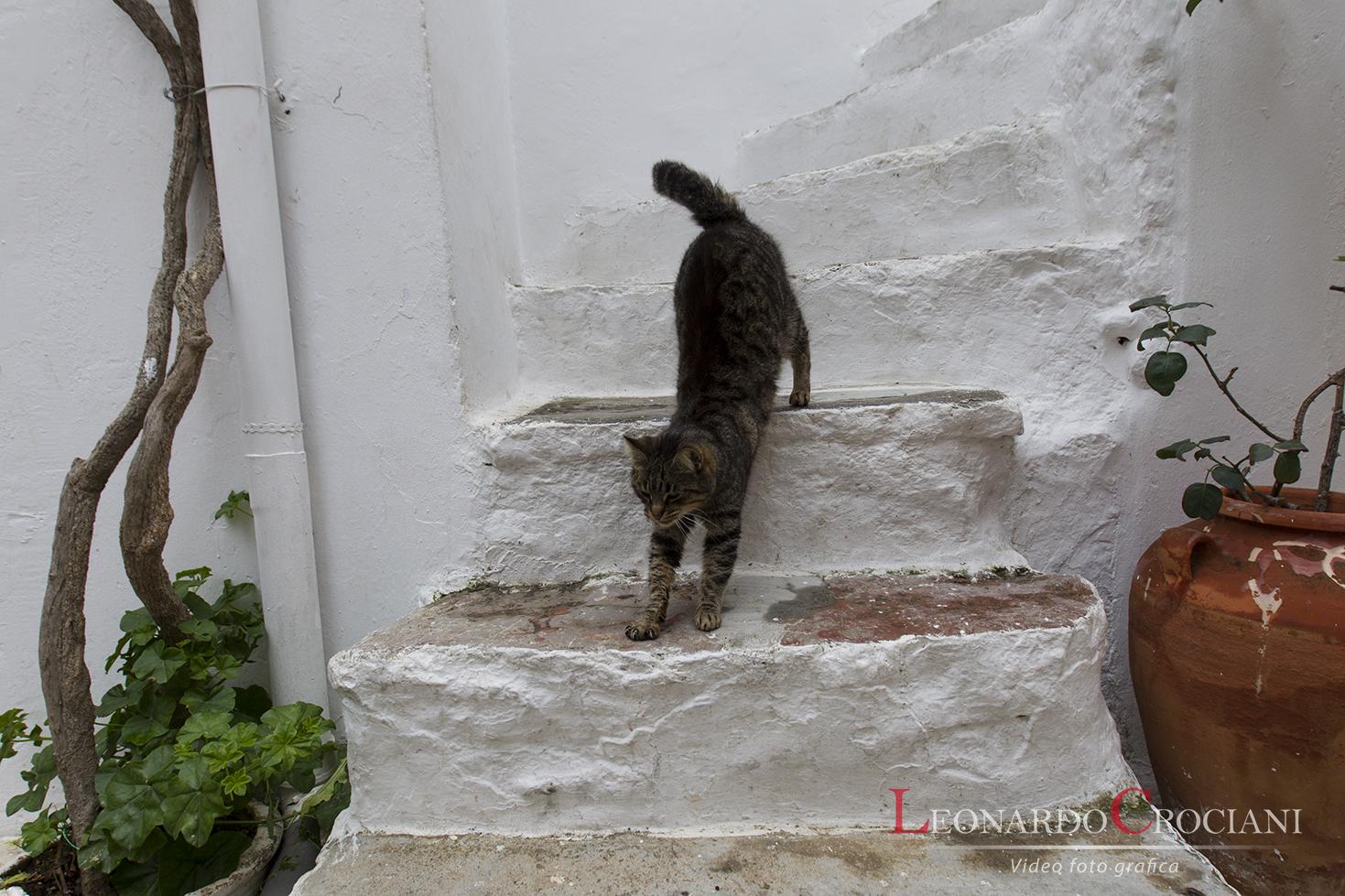 I gatti di Chios