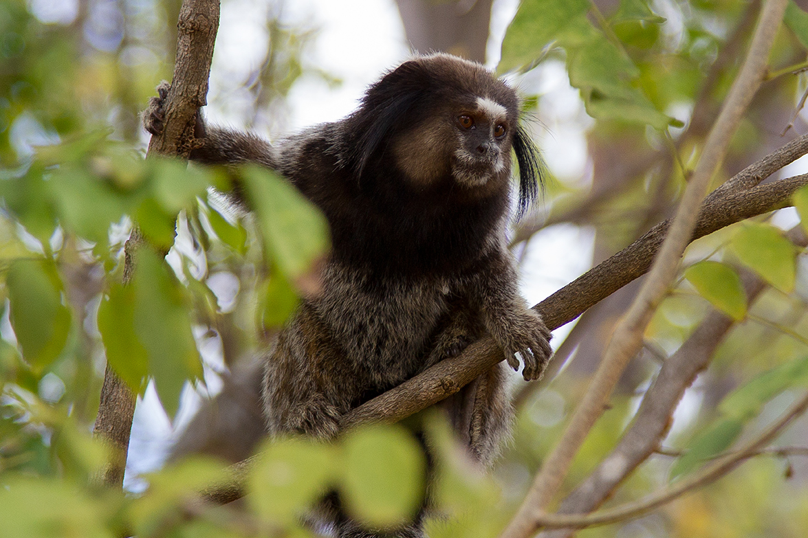 Salvador Bahia - Brazil