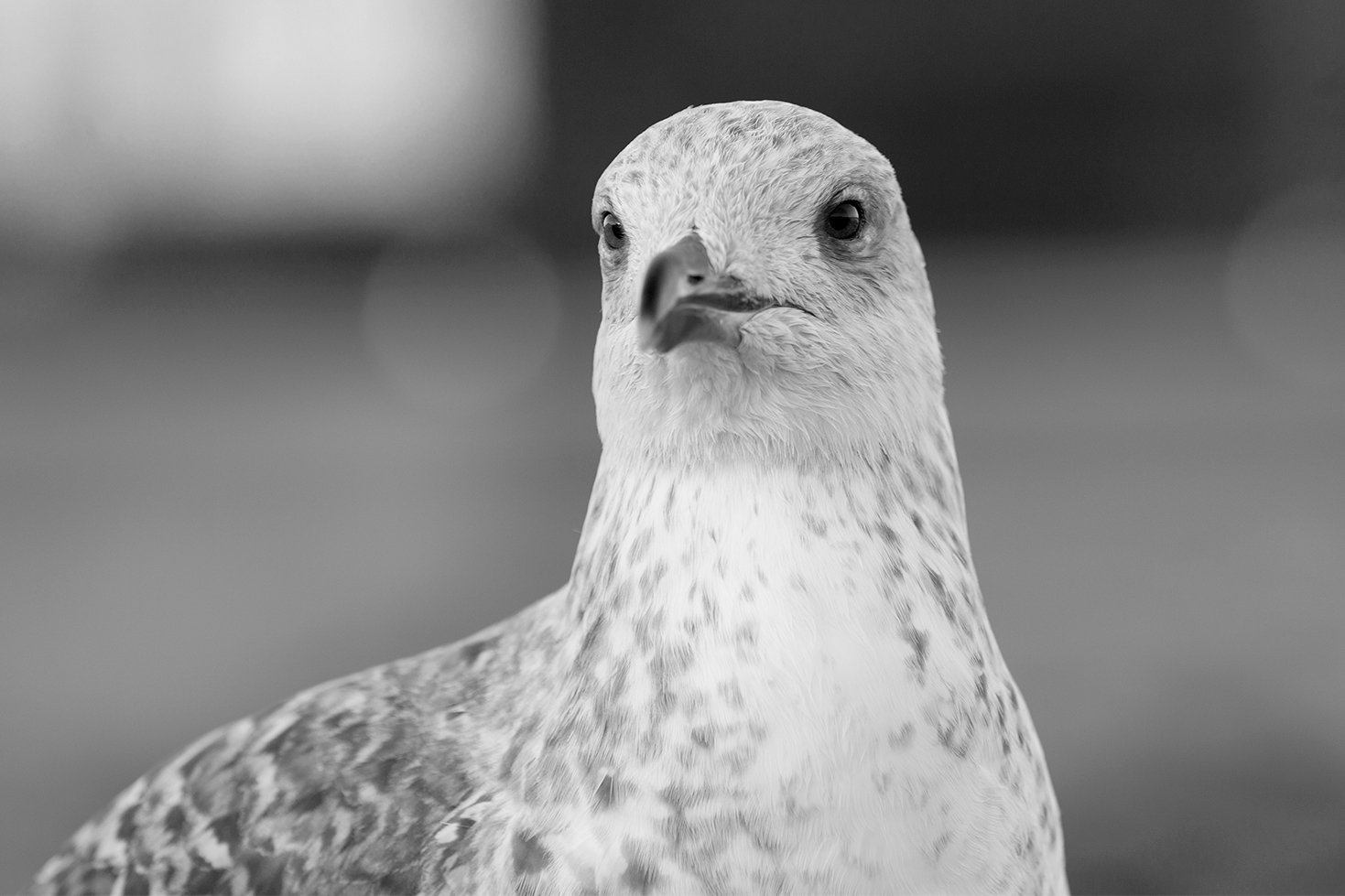 Essaouira porto - Morocco