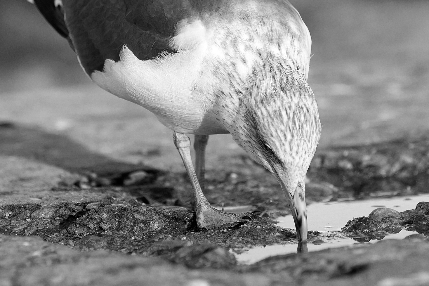 Essaouira porto - Morocco