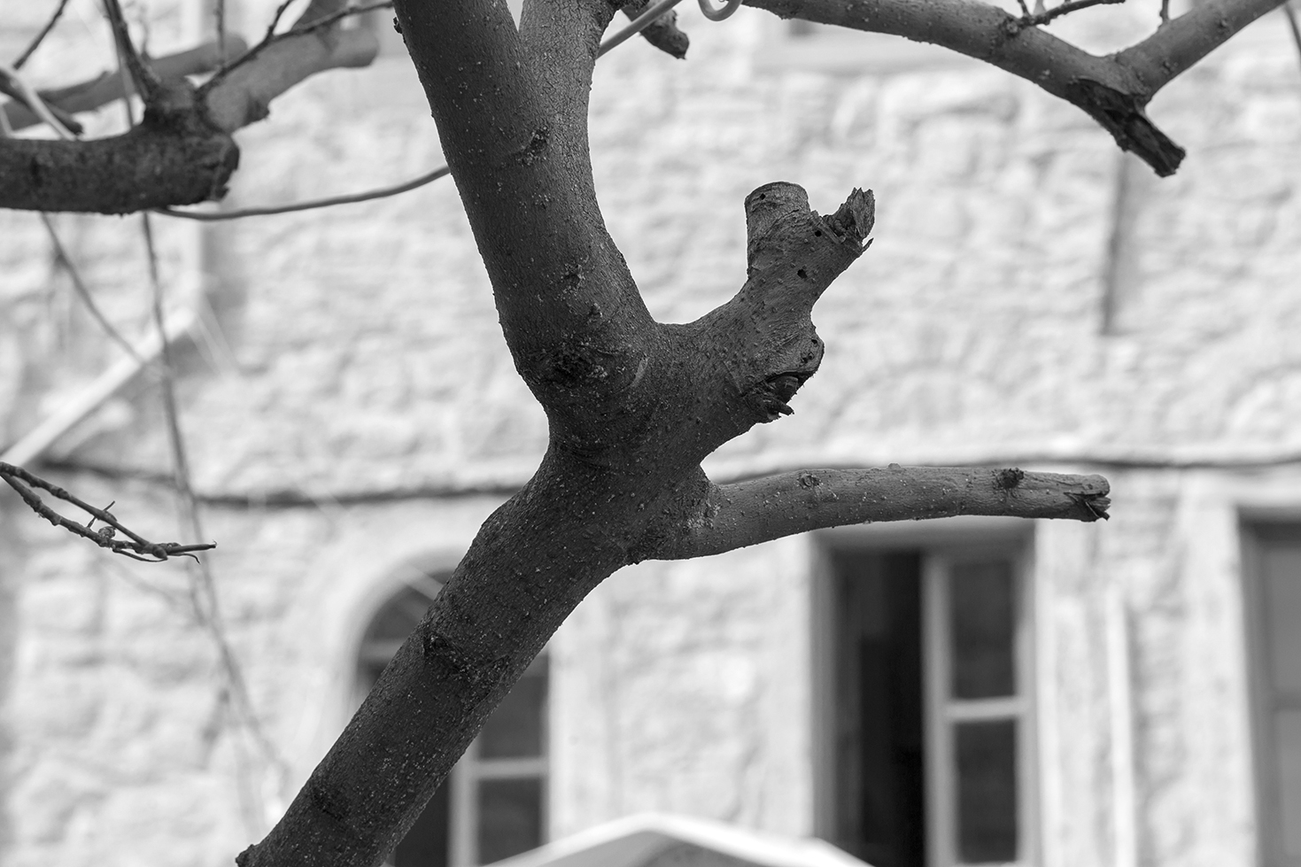 La festa di Olimpi, Chios