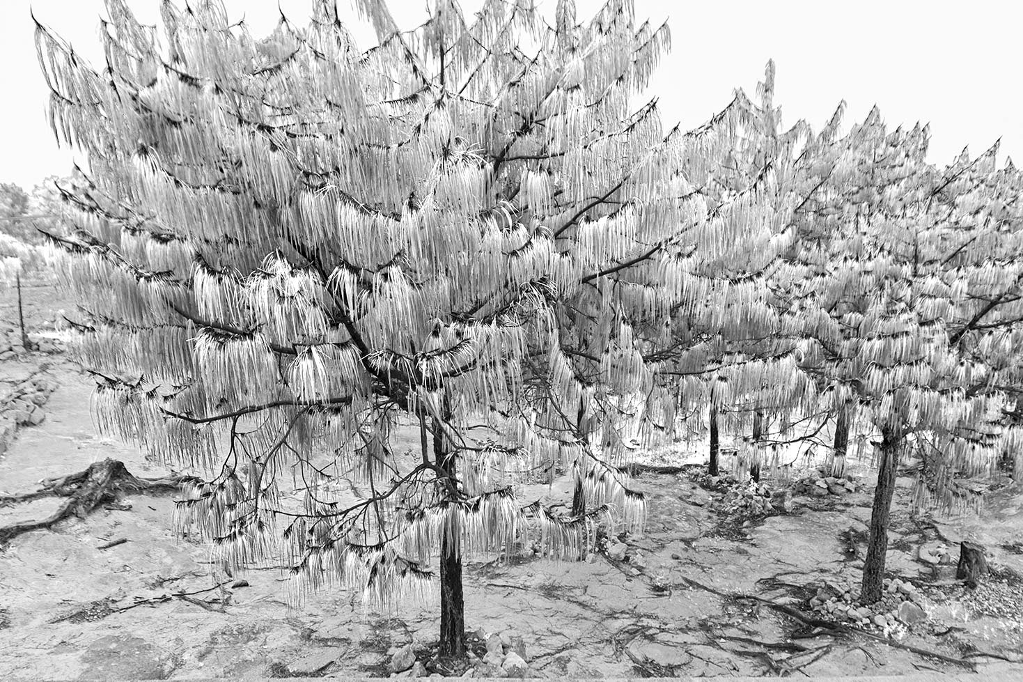 Los Wixa - Jalisco - México