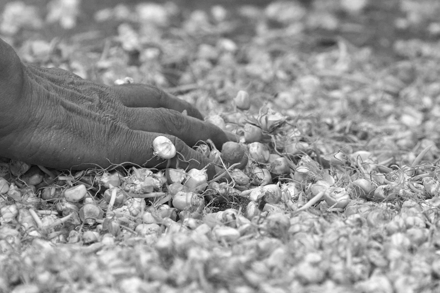 Los Wixa - Jalisco - México