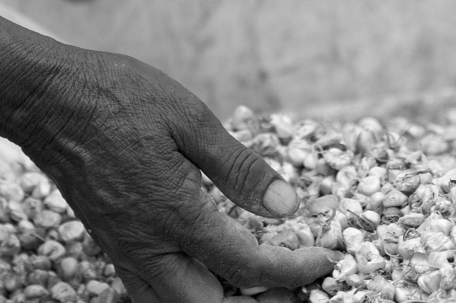 Los Wixa - Jalisco - México