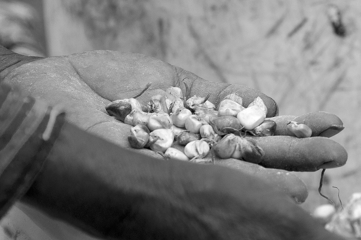 Los Wixa - Jalisco - México