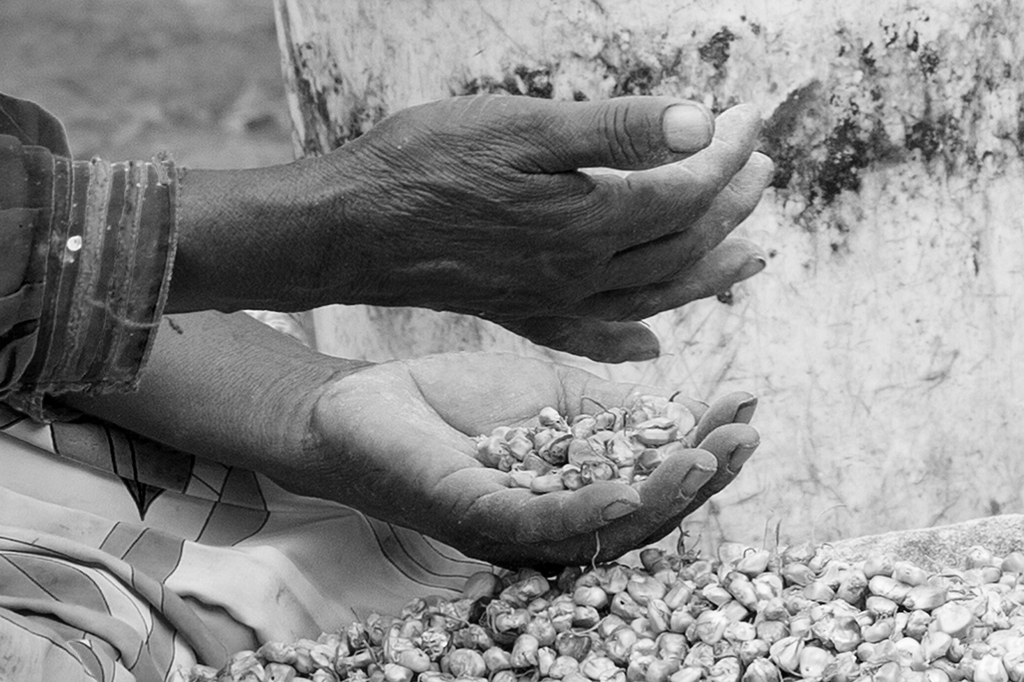 Los Wixa - Jalisco - México