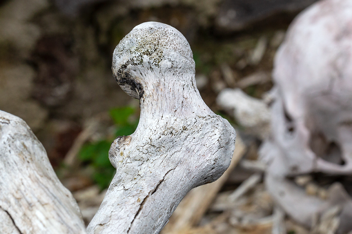 Dia de muertos, Misquic, México