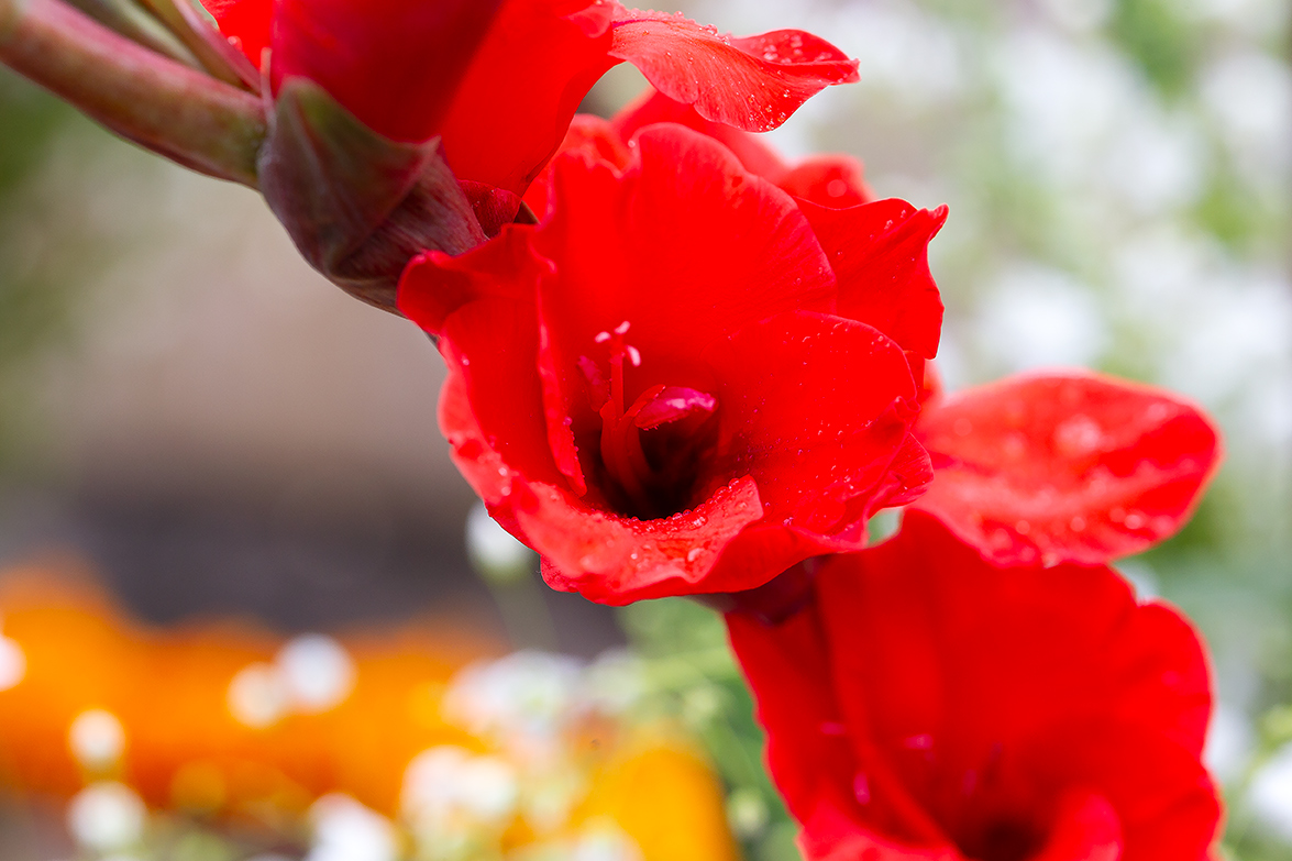 Dia de muertos, Misquic, México