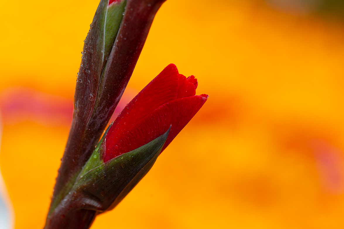 Dia de muertos, Misquic, México