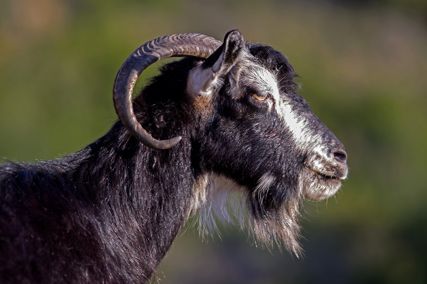 Le capre di Chios - Grecia