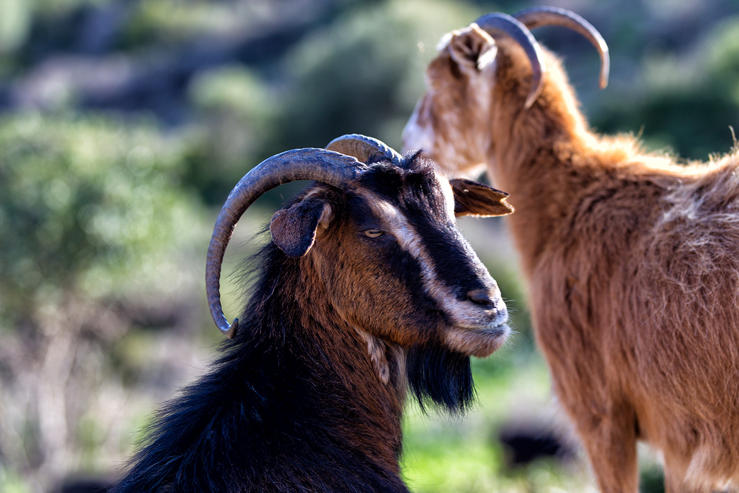 Le capre di Chios - Grecia