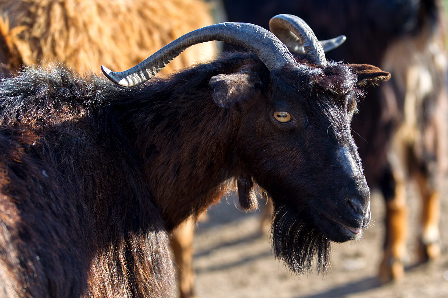Le capre di Chios - Grecia