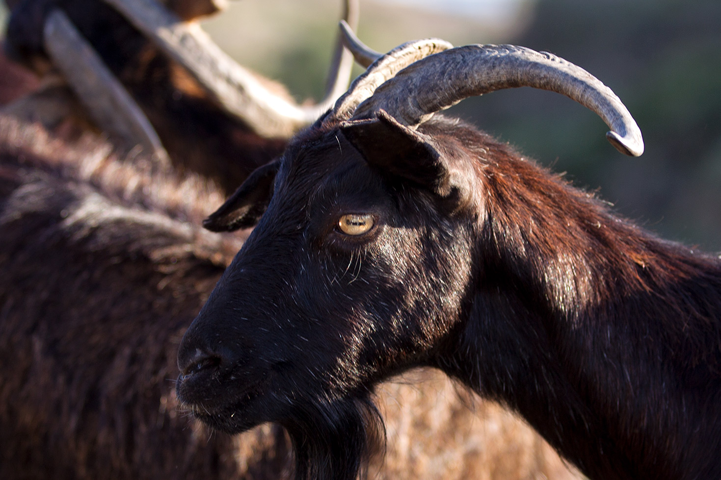Le capre di Chios - Grecia