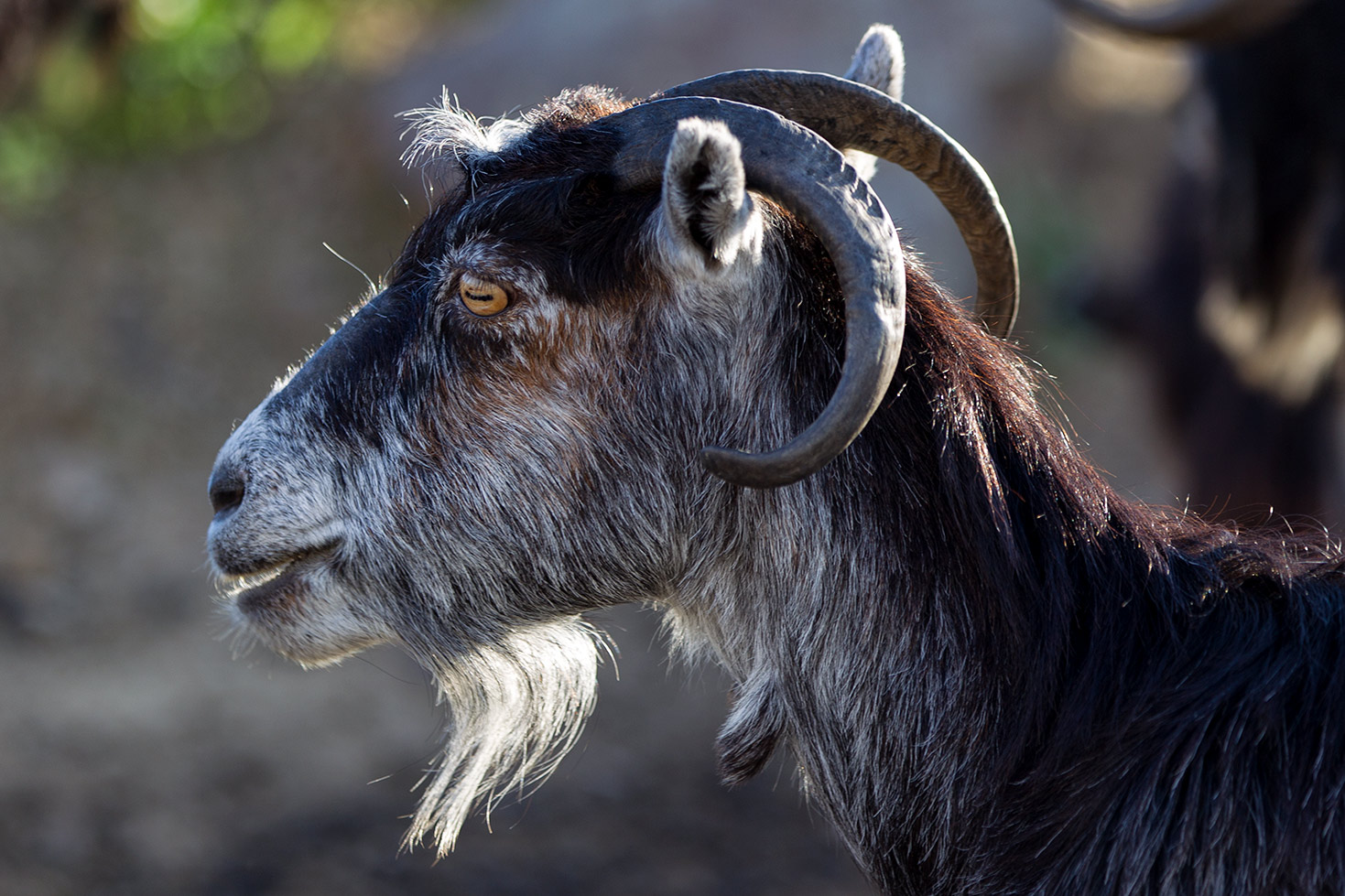 Le capre di Chios - Grecia