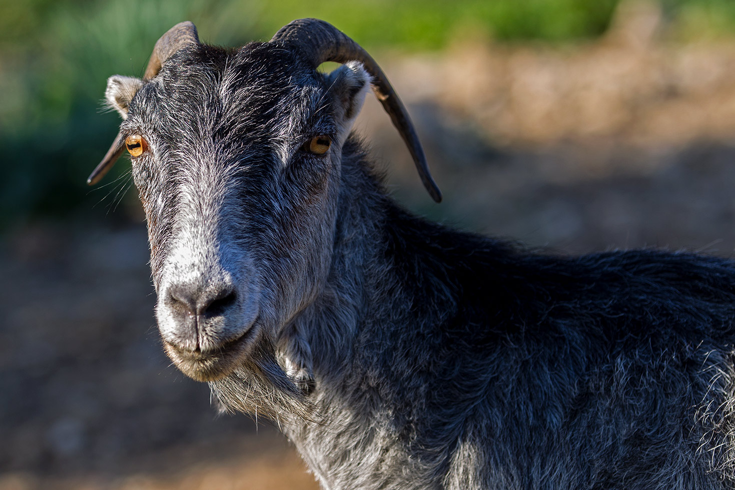 Le capre di Chios - Grecia
