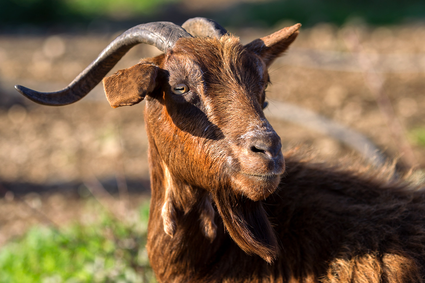 Le capre di Chios - Grecia
