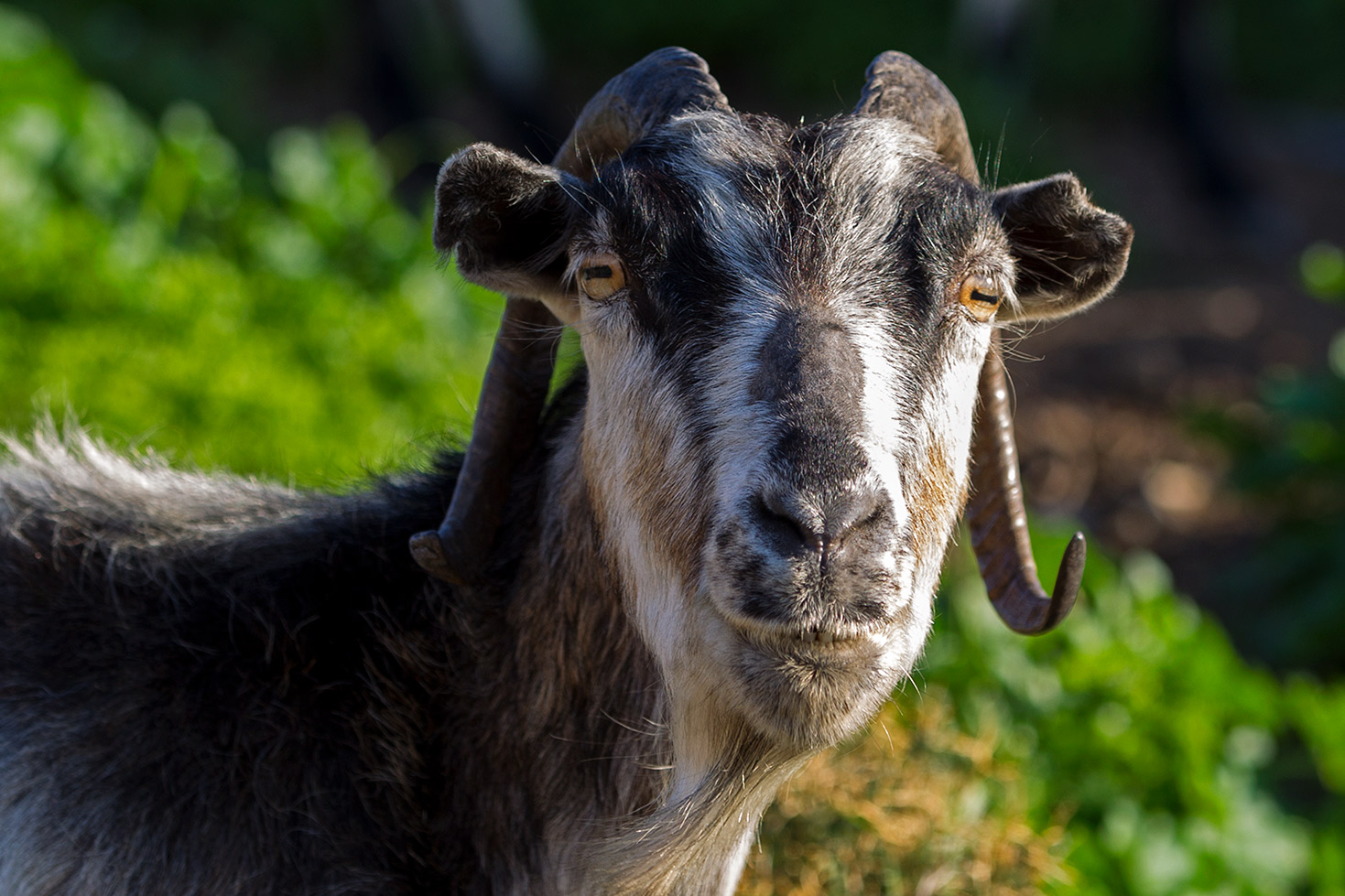 Le capre di Chios - Grecia