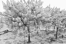 Los Wixa - Jalisco - México